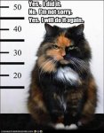 Criminal Cat.jpg