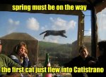 Flying_cat.jpeg