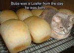 Loafing_cat.jpeg