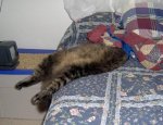 Sleeping Cat.jpg