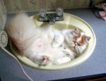Cat in Sink.jpg