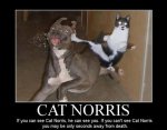 CatNorris.jpg