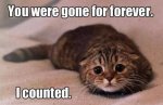 Gone Forever Kitten.jpg