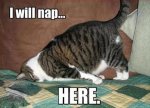 Cat_nap.jpg