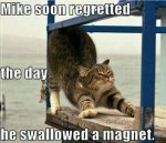 Cat_magnet.jpg