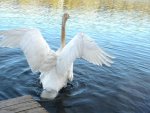 swans4.jpg