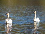 swans1.jpg