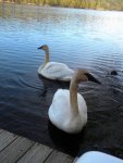 swans2.jpg