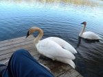 swans3.jpg
