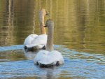 swans55.jpg