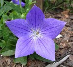 BalloonFlower-082704.jpg