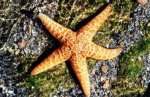 starfish1.jpg