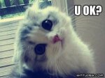 are-you-okay-cat-300x223.jpg