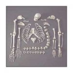 disarticulated-full-size-skeleton-250x250.jpg