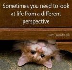 A New Perspective.jpg