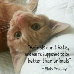 Animals.jpg