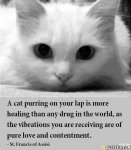Cat Vibes.jpg