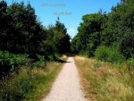 tttrail-through-woods.jpg