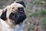pugly.jpg