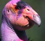 California_Condor.jpg