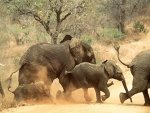 desktop-cartoon-elephant-picture-dowload.jpg
