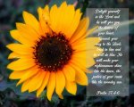 Psalm 37 v4-6.jpg