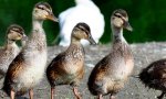 mandarin ducklings.jpg