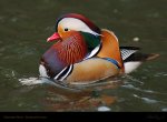 Mandarin_adult.jpg