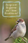 Matthew 6v26.jpg