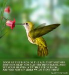 Matthew 6v26-1.jpg