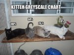 Kitty grayscale.jpeg