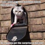Mailbox cat.jpg