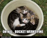 Bucket kitties.jpg