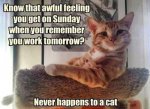 funny-cats-quotes-85jh.jpg