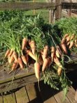 carrots 16.jpg