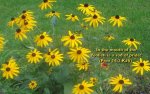 bible-verses-wallpaper-5.jpg