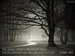 bible-verse-isaiah-40-the-grass-withers-the-flower-fades-but-the-word-of-our-god-will-stand-fore.jpg