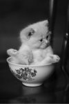 bowl-cute-kitten-kitty-Favim_com-250570.jpg