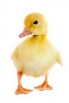 dcd063ba1a418f82e4915105ff110620.image.125x188.jpg