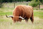 Highland-Cow-eating-grass-in-field-in-Scotland.jpg