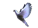 animated-dove-right.gif