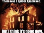 there-was-a-spider-i-panicked-240x180.jpg