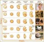 Embryo Evolution.jpg