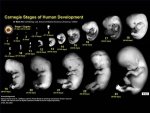 what-human-embryo-development-800X800.jpg