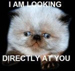 looking_directly_at_you_cat.jpg