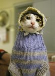 cat-wearing-sweater-large-msg-130592658314.jpg
