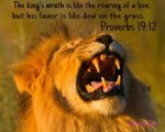 Proverbs 19v12.jpg