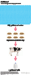 Dairy-Flow-Chart_0.gif