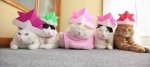 catswithhats.jpg