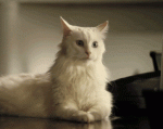 radar-cat.gif